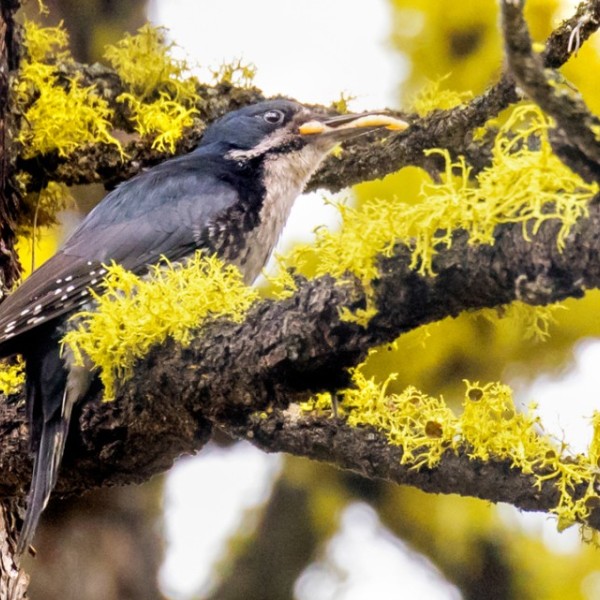 Black-backed Woodpecker eating beetle larvae after a fire in the Sierra Nevadas.