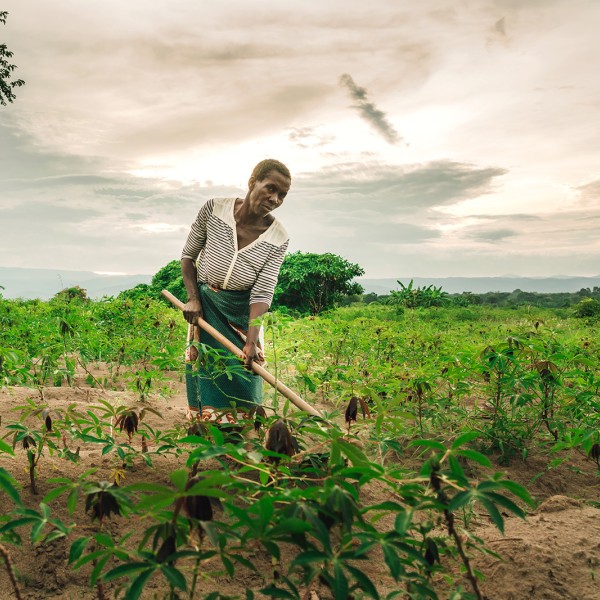 A farmer works in a cassava field