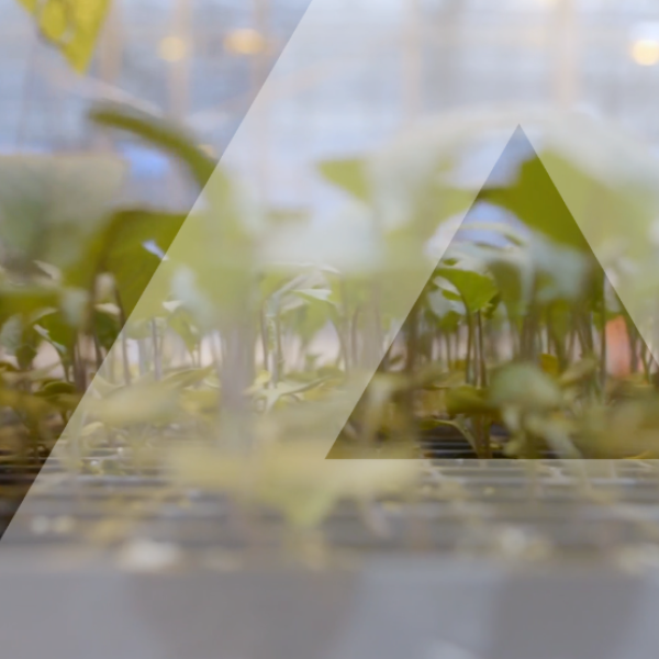 up close plants with a delta overlay