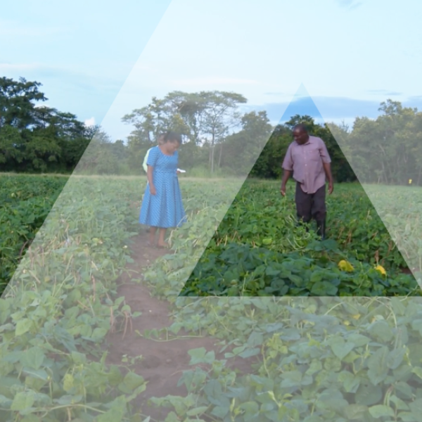 people in a field with a delta overlay