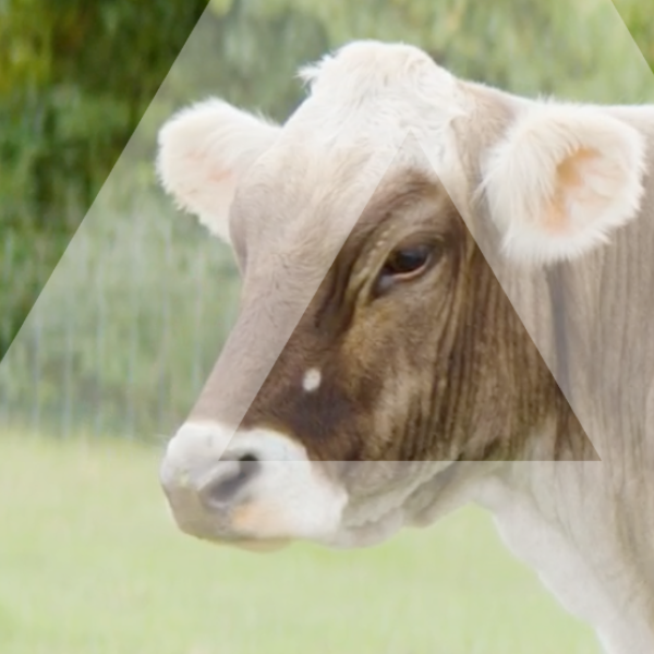 cow with a delta overlay