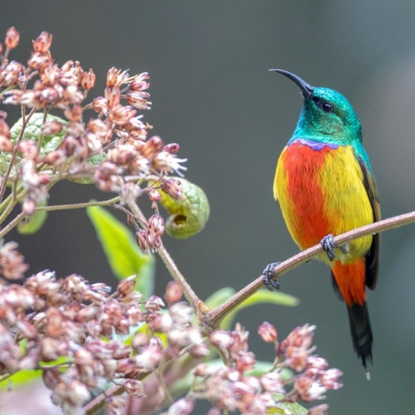A multicolored sunbird sitting on a branch 