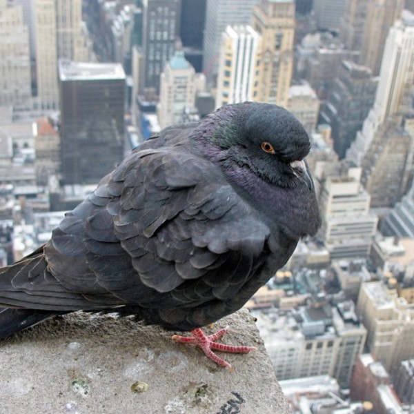 A Rock Pigeon perches on a building overlooking the city.