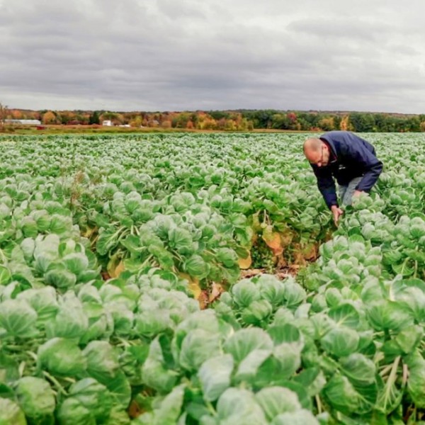 Dave Walczak, operations manager of Eden Valley Growers co-op in Eden, New York, checks on Brussels sprouts growing on 2,000 acres of co-op members’ farmland.