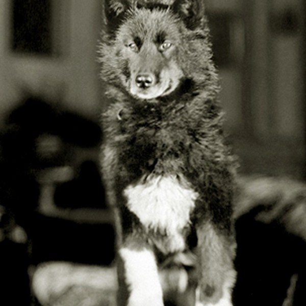 Balto, pictured here in 1925, was renowned for his role in transporting diphtheria antitoxin to Nome, Alaska.