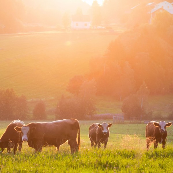 cattle standing in field