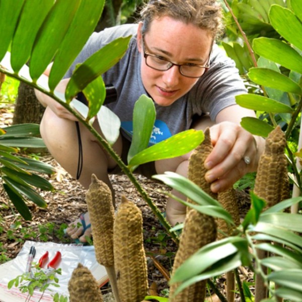 Shayla Salzman examing Zamia furfuracea ovulate cones