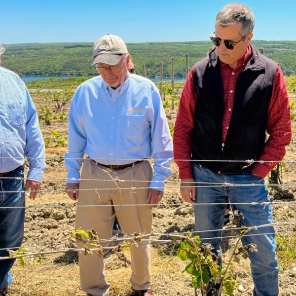 (L-R) Fred Frank, Richard Ball, and Hans Walter-Peterson survey vineyard damage along Keuka Lake