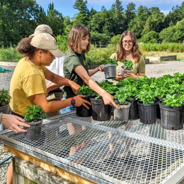 Students in Cornell Botanic Gardens’ Learning by Leading program moving plants they propagated from greenhouse to outdoors