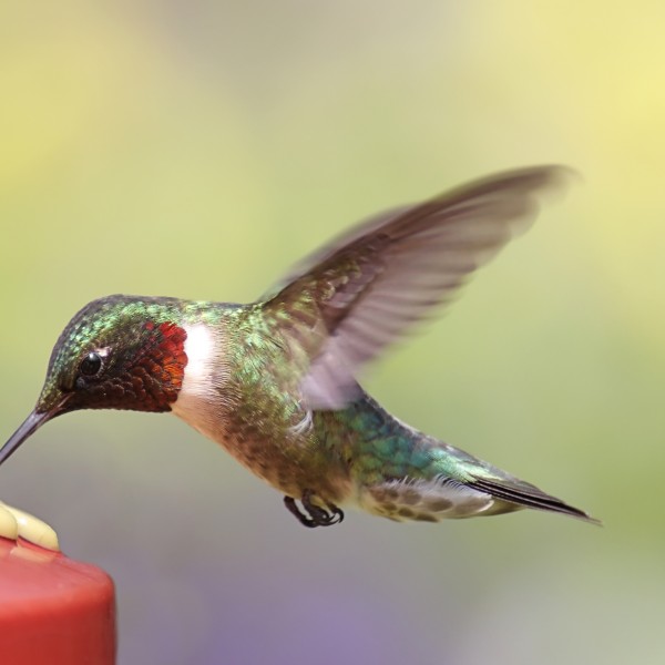 A hummingbird at a feeder.