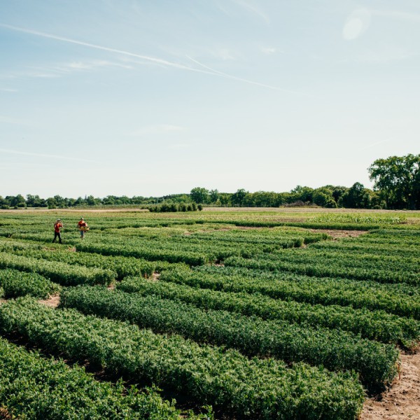 A vegetable field