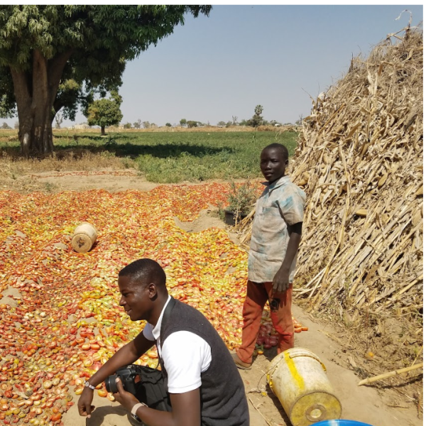 Men sort dried tomato material