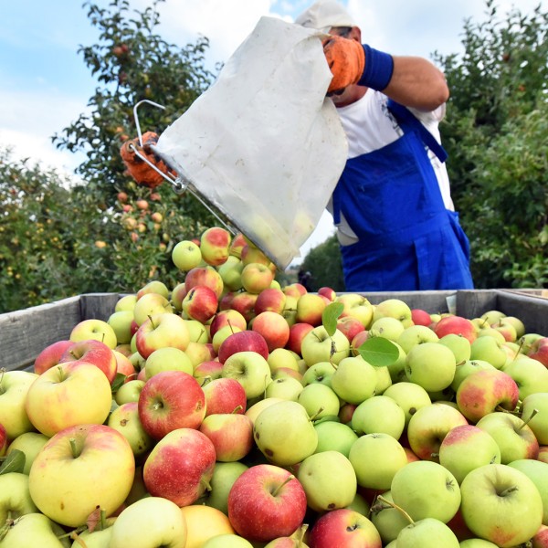 Man Harvesting Apples