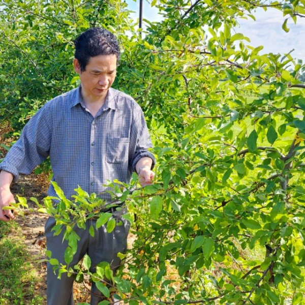 Kenong Xu stands in an orchard and measures a weeping apple branch in an orchard at Cornell AgriTech