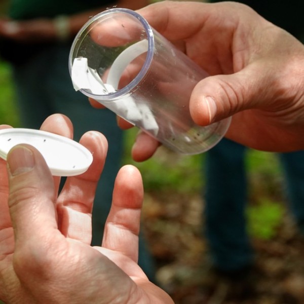 Hands hold a plastic cup containing Silver flies