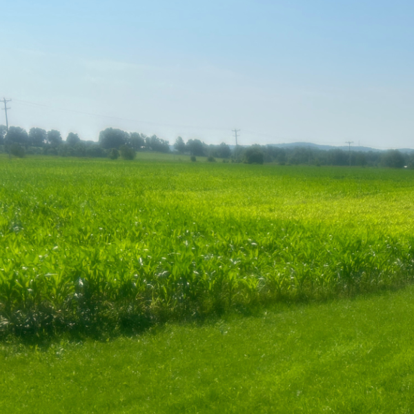 Yellow corn in poorer drained portions of fields resulting from the recent excess rainfall.