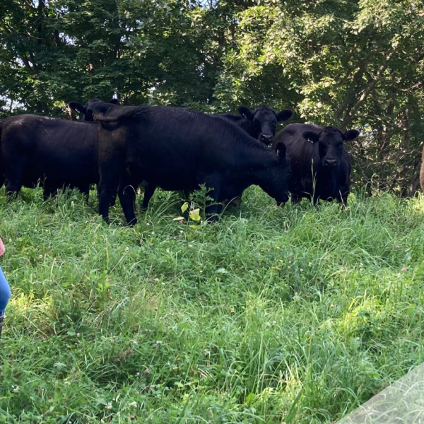 person standing in a field with beef cows