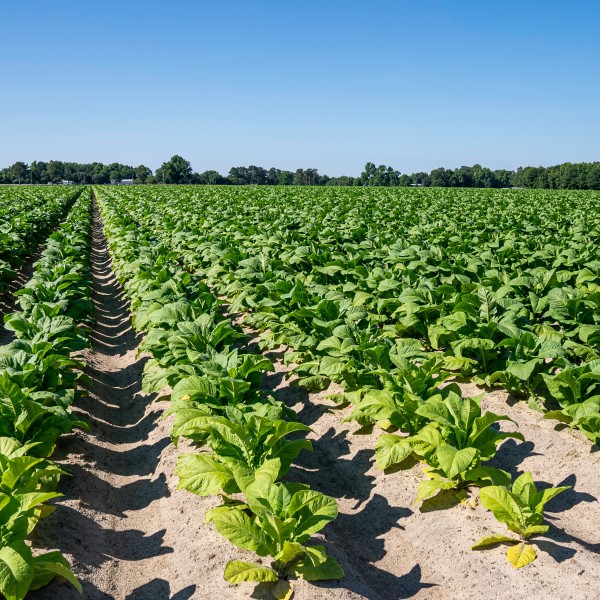 Tobacco plants growing in rows in an agricultural field