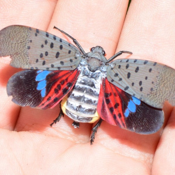 a brightly colored insect with in a hand
