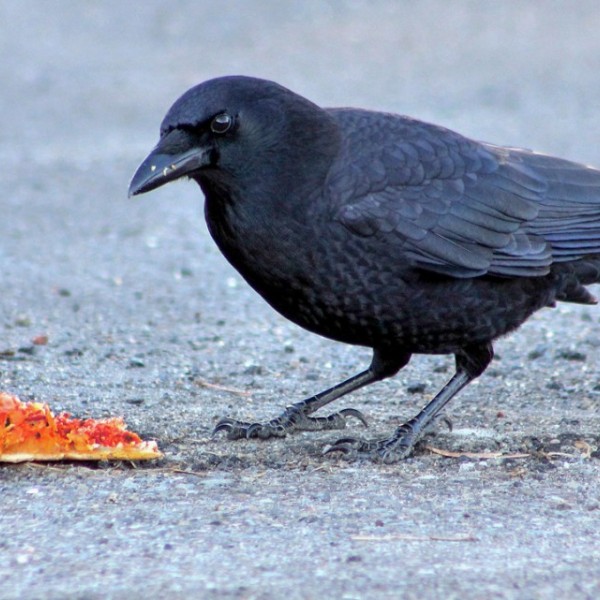 A crow eating a piece of pizza