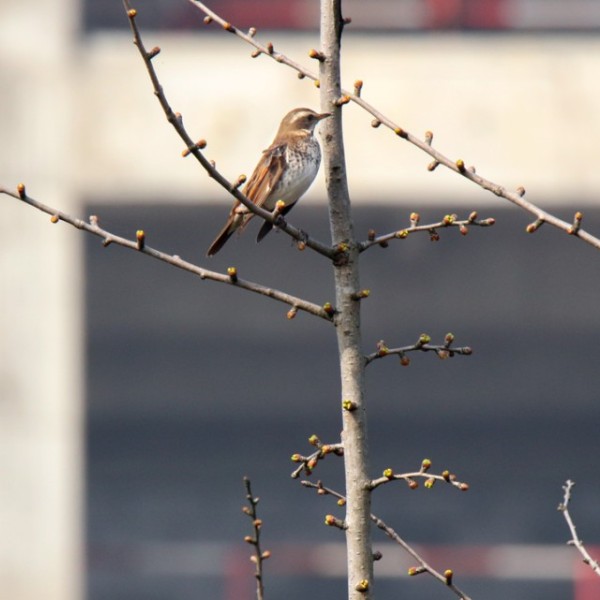 A Dusky Thrush bird, sitting on a tree branch.