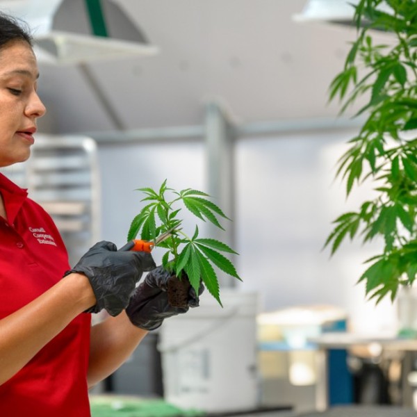 Daniela Vergara working in a greenhouse with hemp