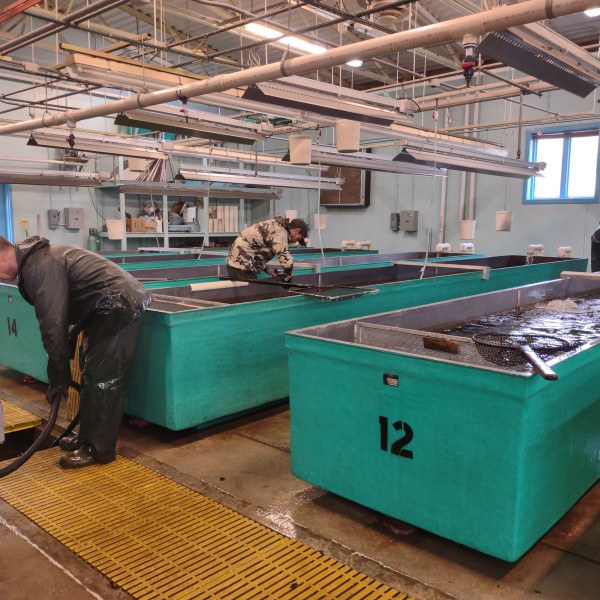 three people working at the hatchery
