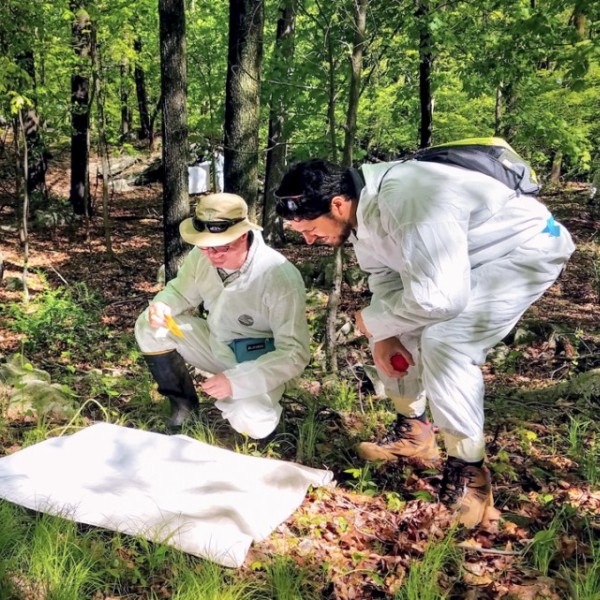 Students in white jumpsuits collect ticks from a forest.