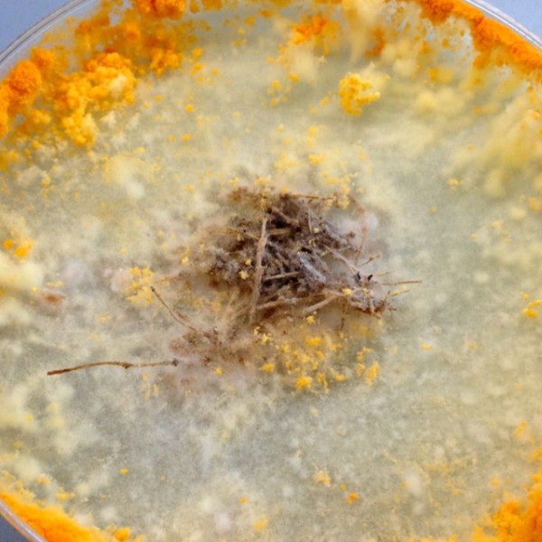 A fungi sample growing in a petri dish, yellow edges and furry texture.