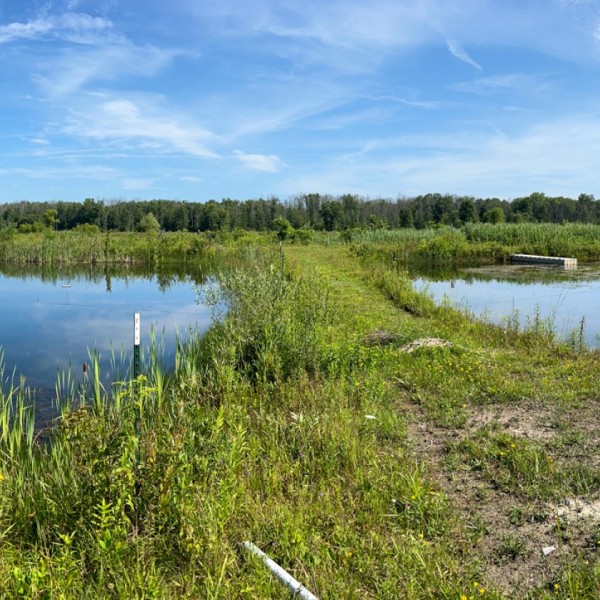 Two ponds encircled with vegetation.