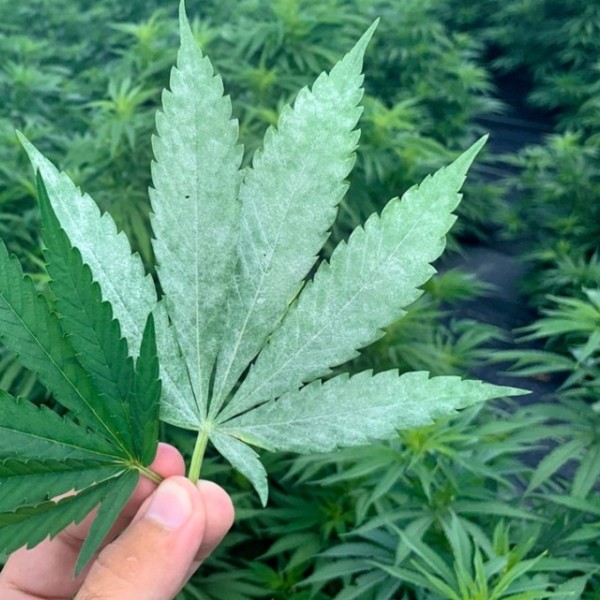 A hand holds up a five pointed cannabis leaf.
