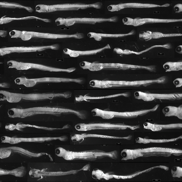 collage of larval coregonus from Lake Ontario as viewed under a microscope