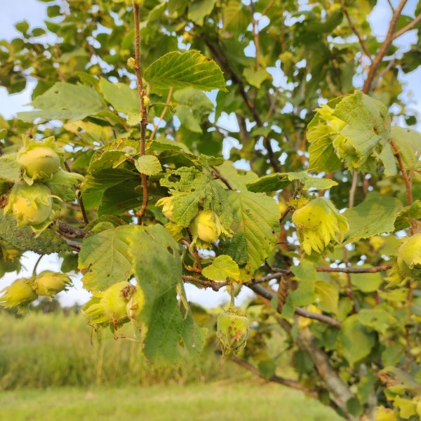 Hazelnuts growing on a tree