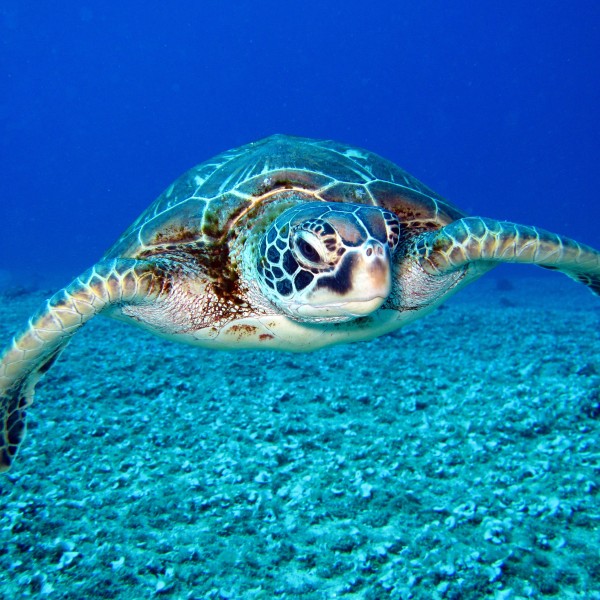 Sea turle swims in the ocean.