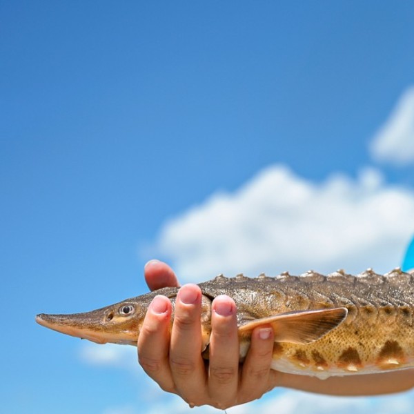 A woman holds up a large long yellow fish.