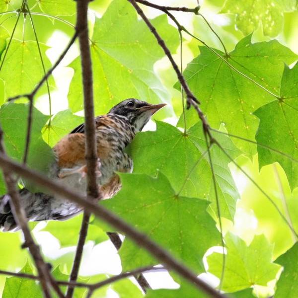 A bird sits on a branch in a tree.