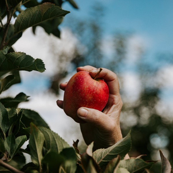Susan Brown's hand holding a Snapdragon apple