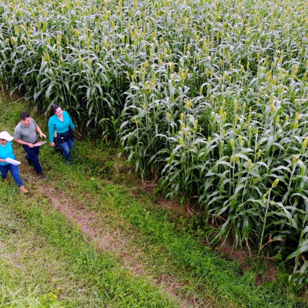 Researchers near a sorghum field
