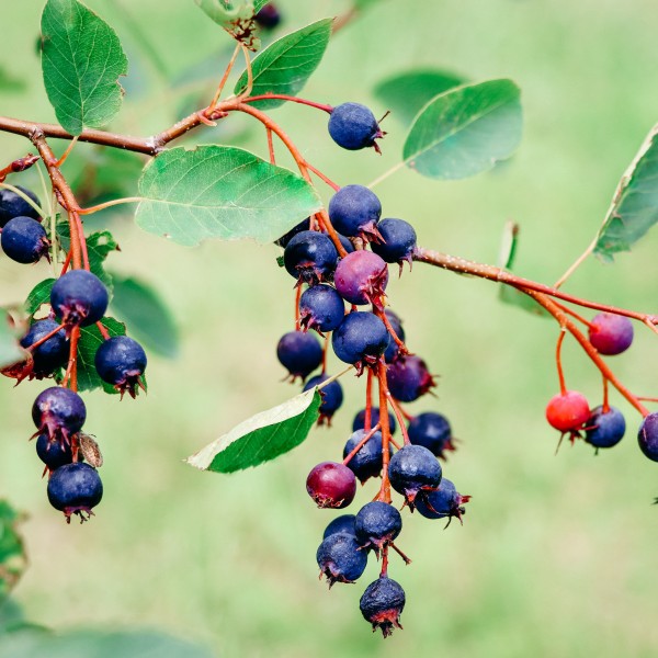 A cluster of dark purple and red juneberries on a branch.