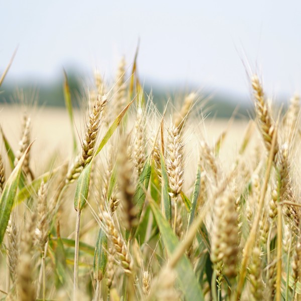 A wheat field. 