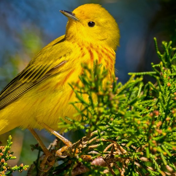 A yellow warbler bird sitting on a branch.