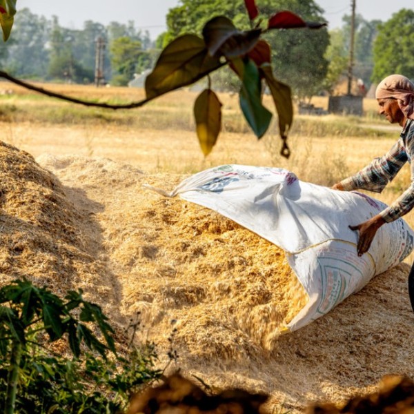 A man rolls a bag of wheat in a field. 