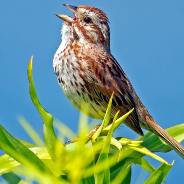 A sparrow sits on a tree branch.
