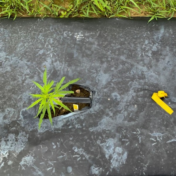 Two hemp plants growing in a garden.