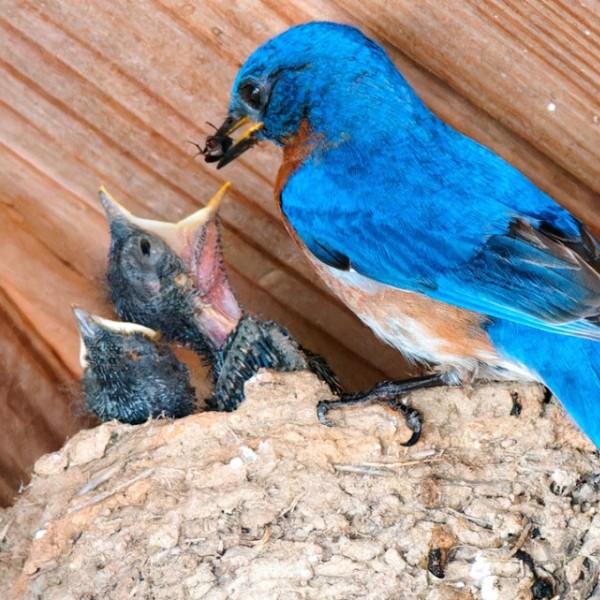 A bluebird feeding one of its chicks.