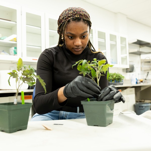A student sets up an experiment with a tomato plant