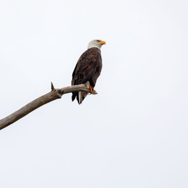 A bald eagle on a branch.