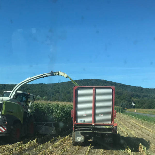 corn silage being chopped and loaded into a truck
