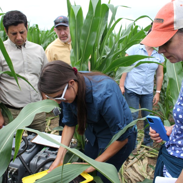 people stand in corn field