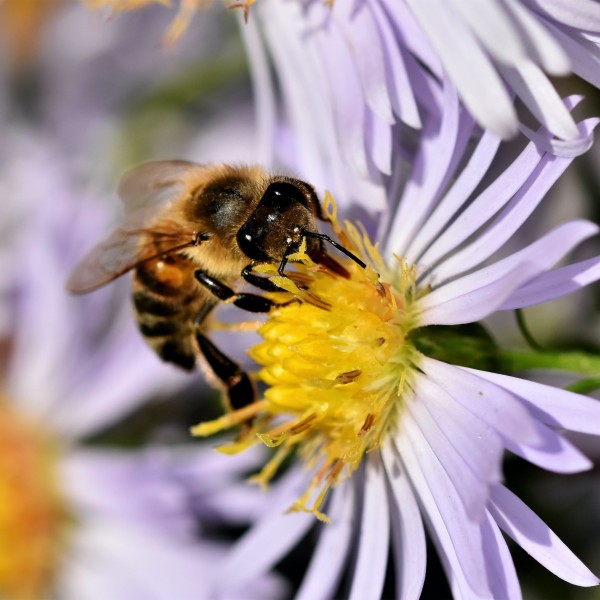 A bee on a flower.
